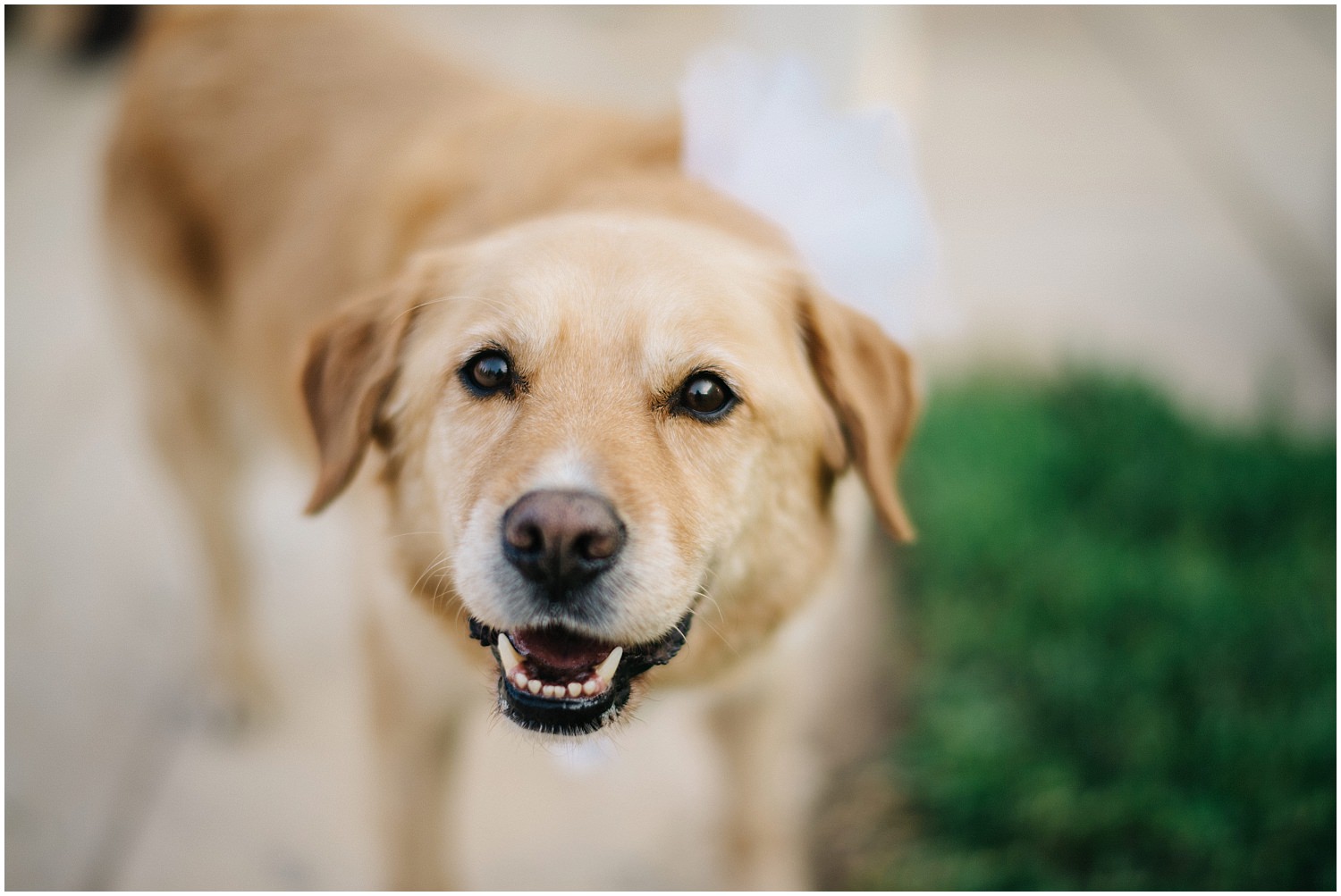 wedding in Athens at Ktima Gregou