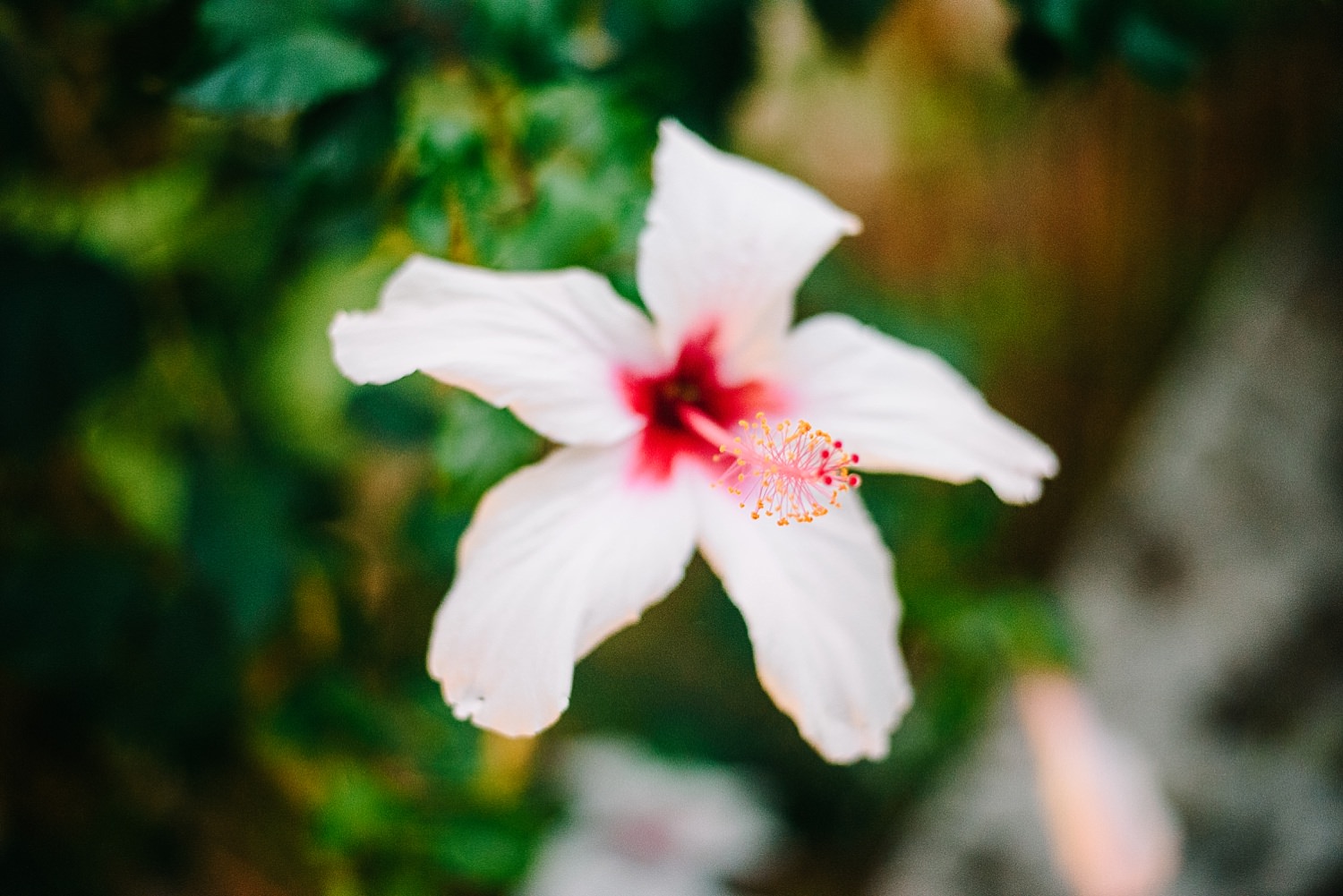 Gamos Sto Loutraki 1